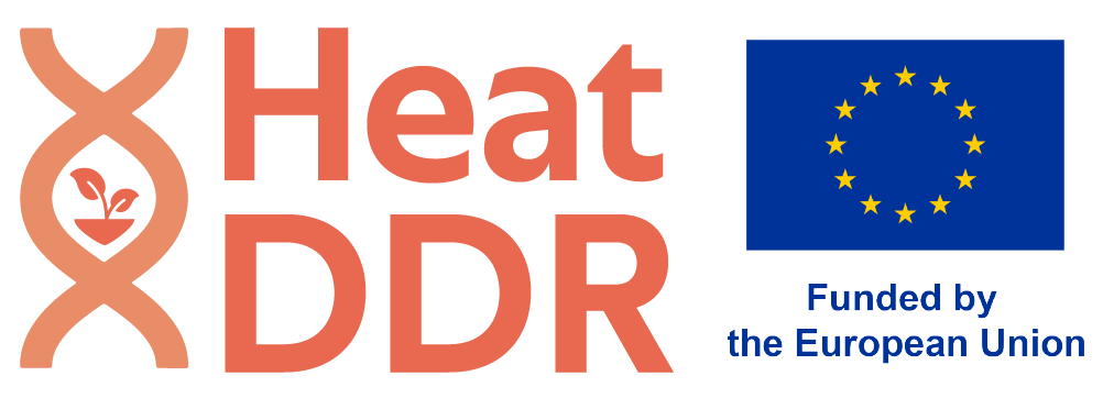 Heat DDR